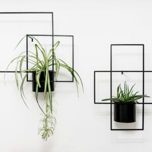a white wall with a plant in a black planter and a white wall with
